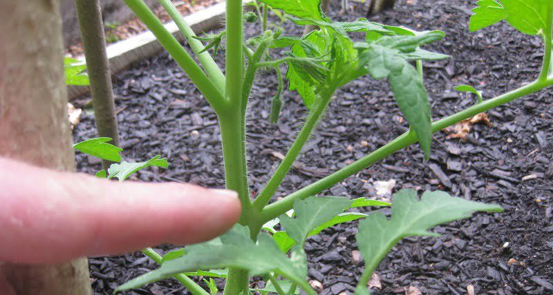 Проблеми із вирощуванням помідорів у теплиці, проблеми вирощування томатів у теплиці