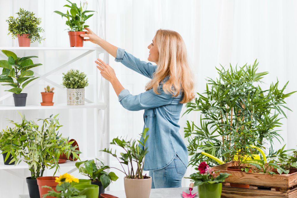 кімнатні рослини, цвітіння кімнатних рослин, проблемт із цвітінням вазонів, як краще доглядати за кімнатними рослинами