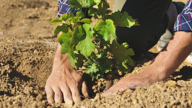Як правильно посадити саджанці винограду весною.