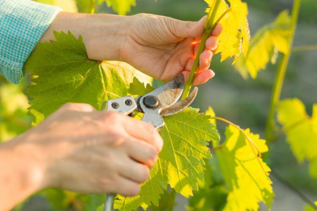 Посадка винограду зеленими живцями весною, як правильно посадити виноград інструкція