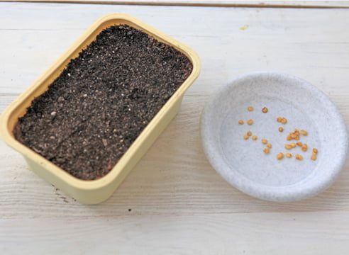 Як підготувати насіння солодкого перцю своїми руками