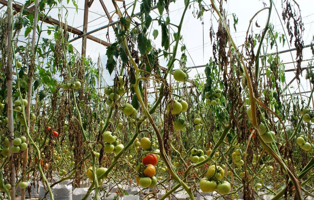 захворювання томатів у теплиці та вирощування томатів у теплиці