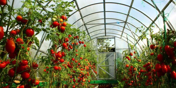 Популярні помилки у вирощуванні томатів у теплиці