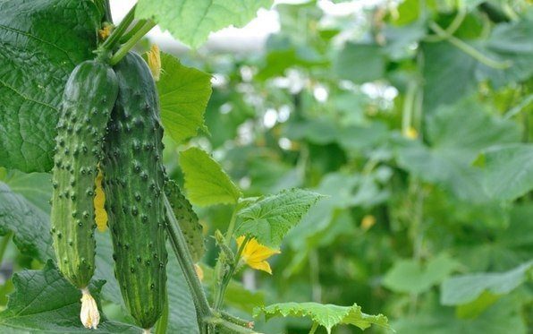 Основні правила успішного вирощування огірків та підживлення літом