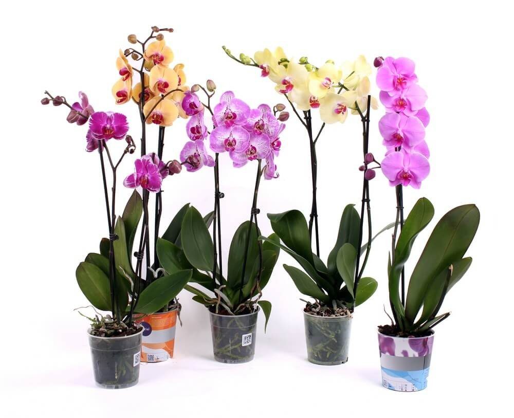 Якими добрива краще підживити орхідеї та потрібні речовини у вирощування