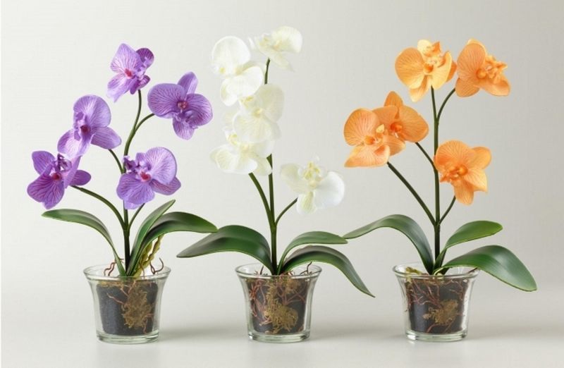 Вирощування орхідей, вологість повітря для орхідей