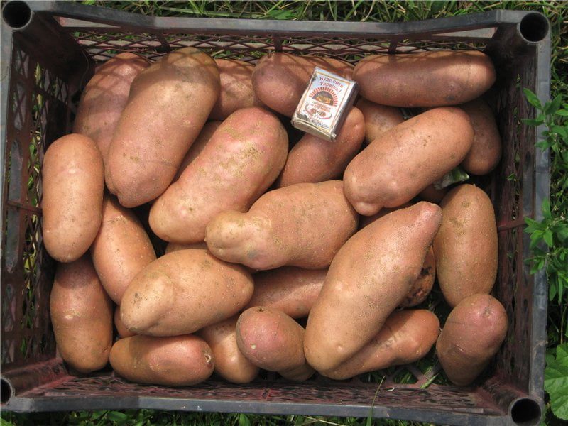 картопля сорт Американка, карщий сорт картоплі для вирощування в Україні