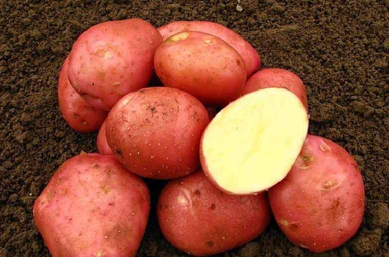 Картопля «Беллароза», сорт картоплі Беллароза