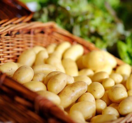 Топ 10 кращих сортів картоплі для вирощування в Україні
