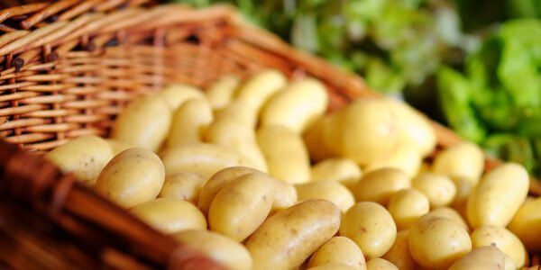 Топ 10 кращих сортів картоплі для вирощування в Україні