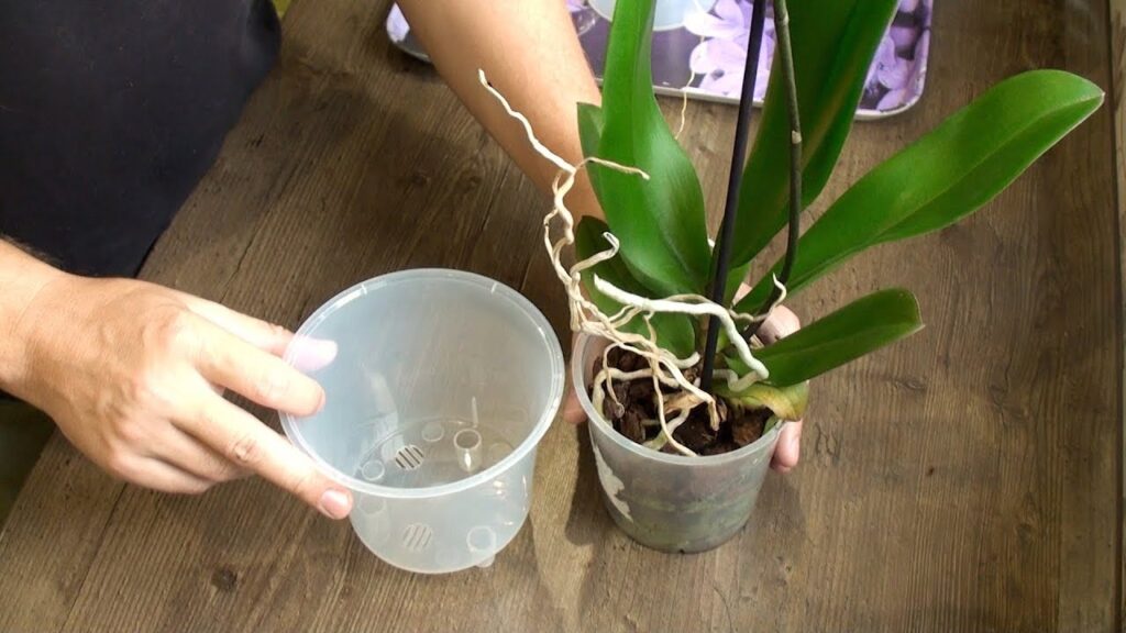 Особливості вирощування орхідей своїми руками