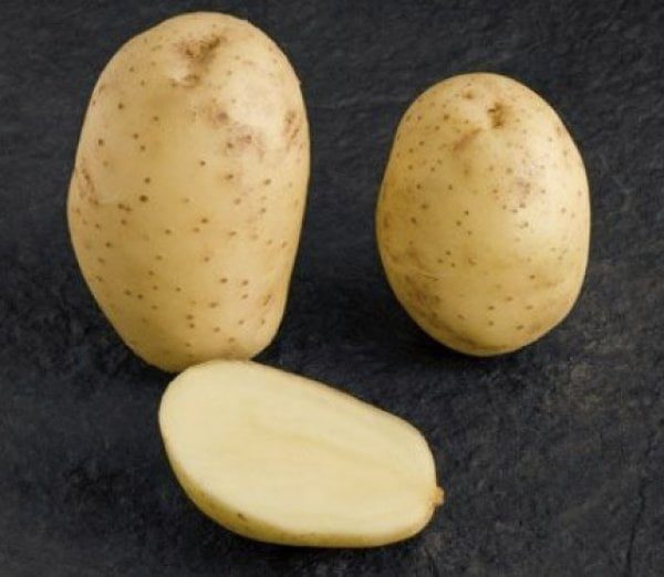 Картопля «Мелоді», кращі сорти картоплі для вирощування