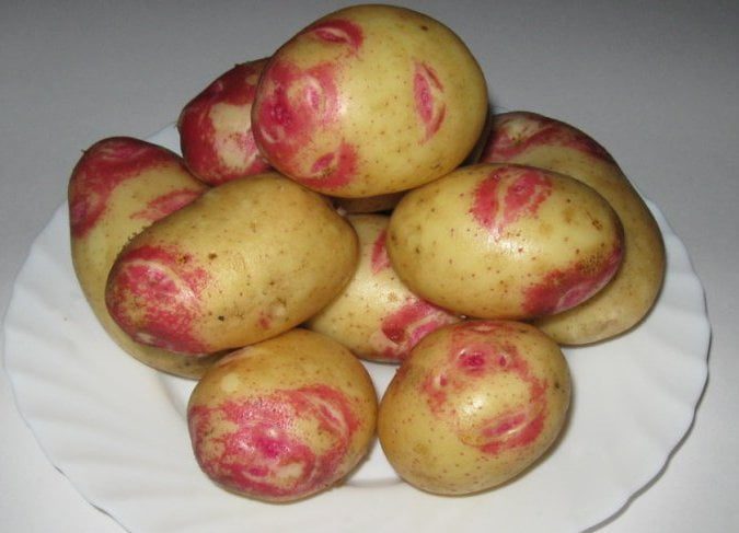 Картопля «Пікассо» сорт, фото картопля Пікассо