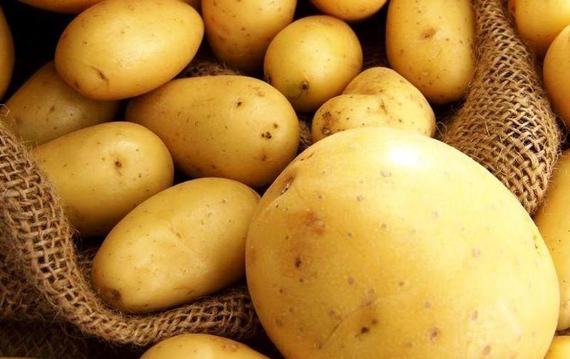 Картопля «Рів'єра», кращий сорт картоплі для вирощування «Рів'єра»