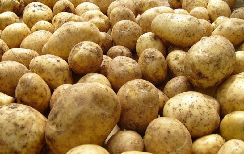 картопля сорт Санте, картопля Санте, кращий сорт картоплі, врожайний сорт картоплі, який посадити сорт картоплі для Західної України