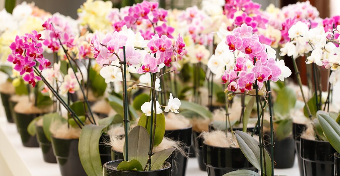 Вирощування та догляд за орхідеями