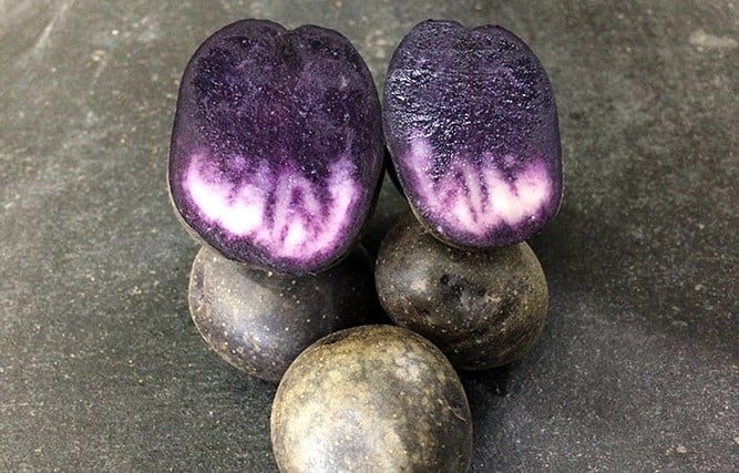 картопля сорт Солоха, фото картопля сорт Солоха, картопля фіолетова Солоха