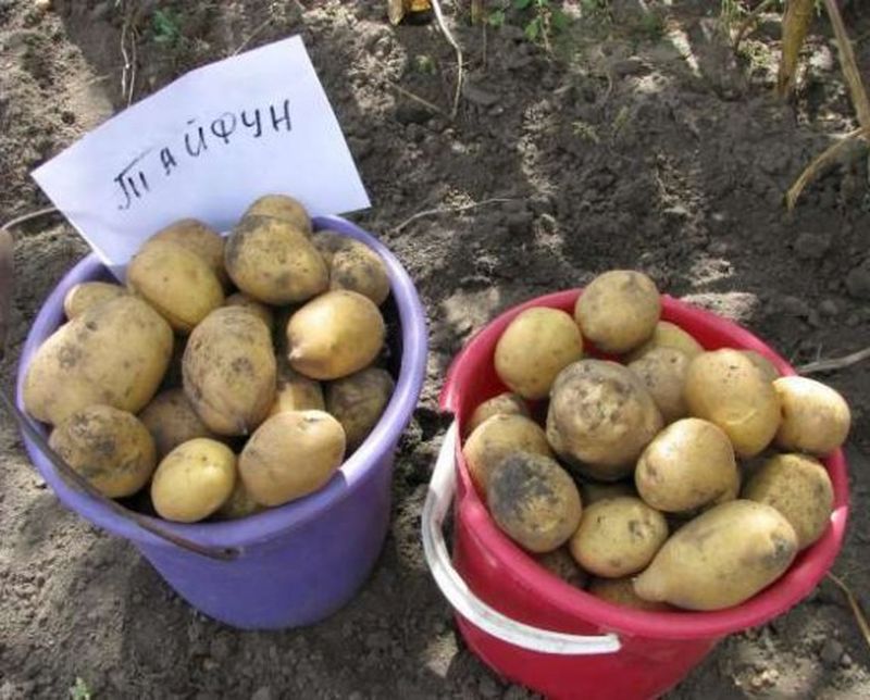 вирощування картоплі сорт Тайфун, кращі сорти картоплі для вирощування в Україні