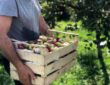 Коли починати збір урожаю яблук та як правильно зберігати овочі