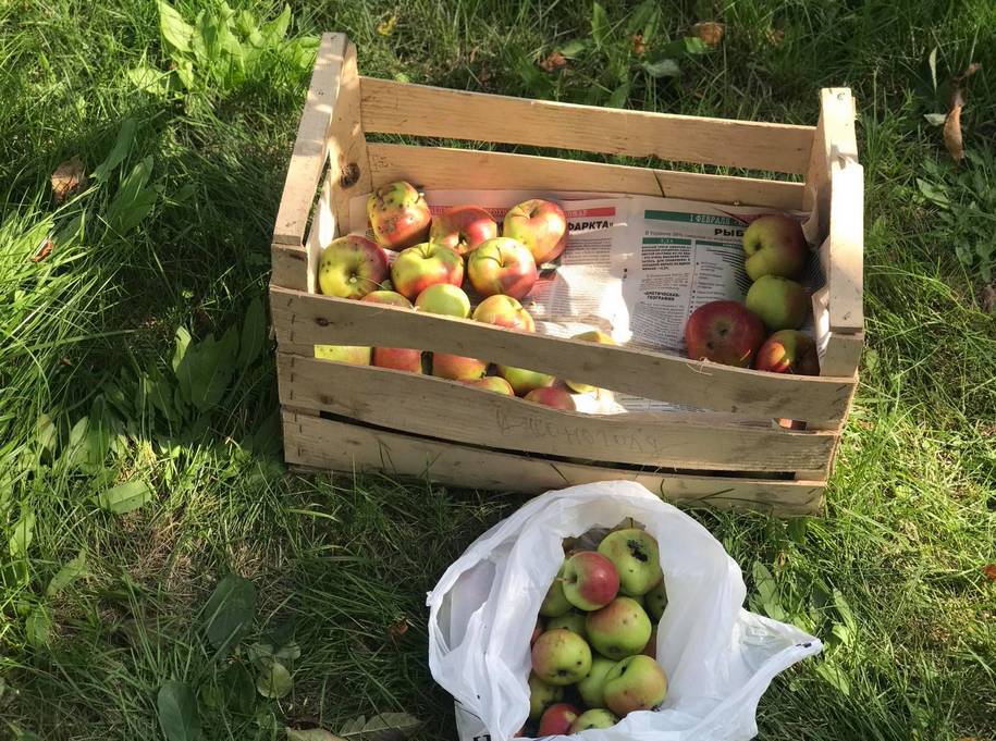 Як зберігати яблука на зиму та сортування плодів