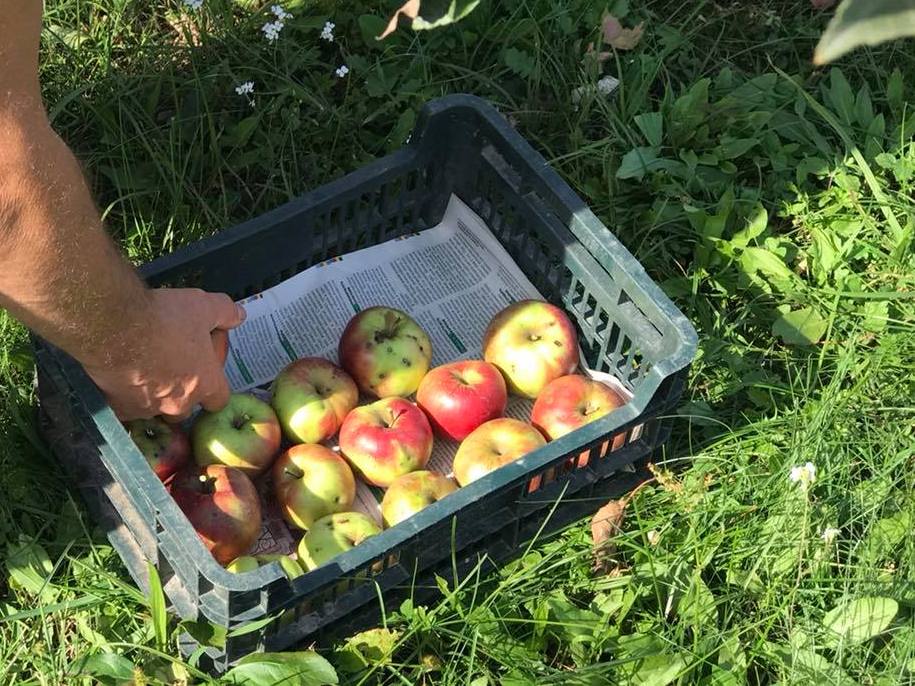 Найкраща тара для зберігання яблук на зиму та зберігання плодів