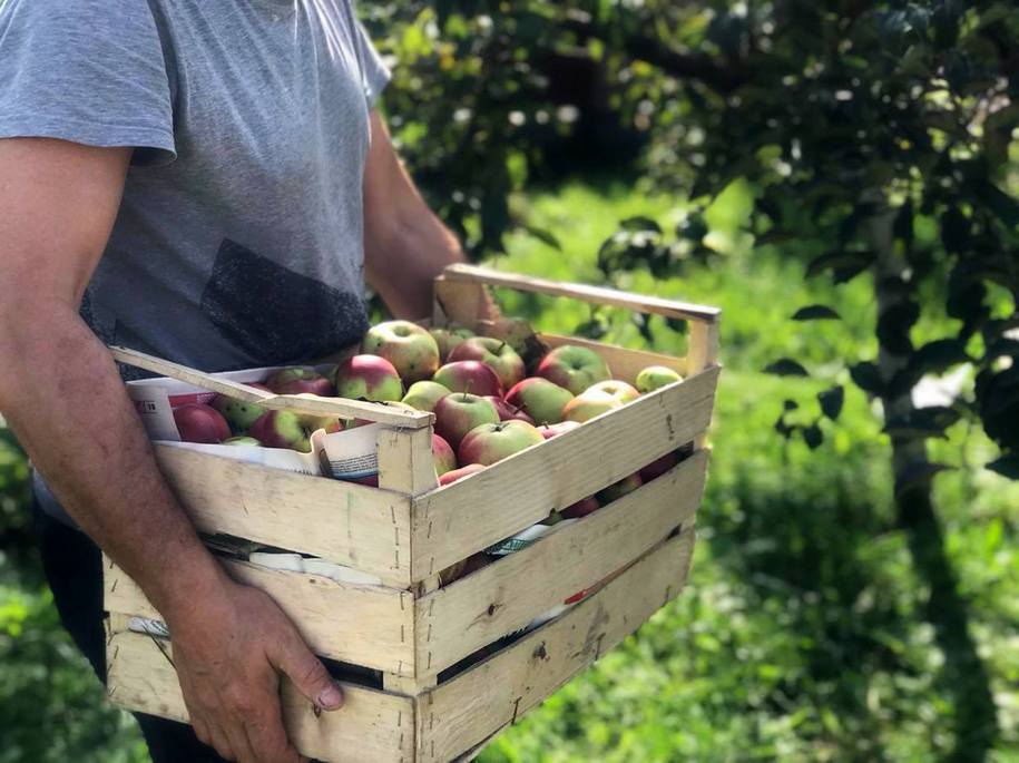 Коли починати збір урожаю яблук та як правильно зберігати овочі