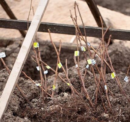Способи збереження рослин зимою до весни із відкритою та закритою кореневою системою
