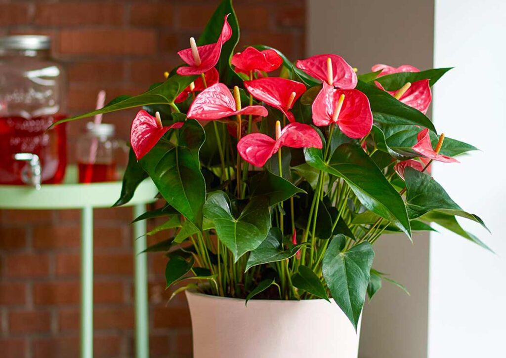 Антуріум, декоративна рослина для очищення повітря у кімнаті