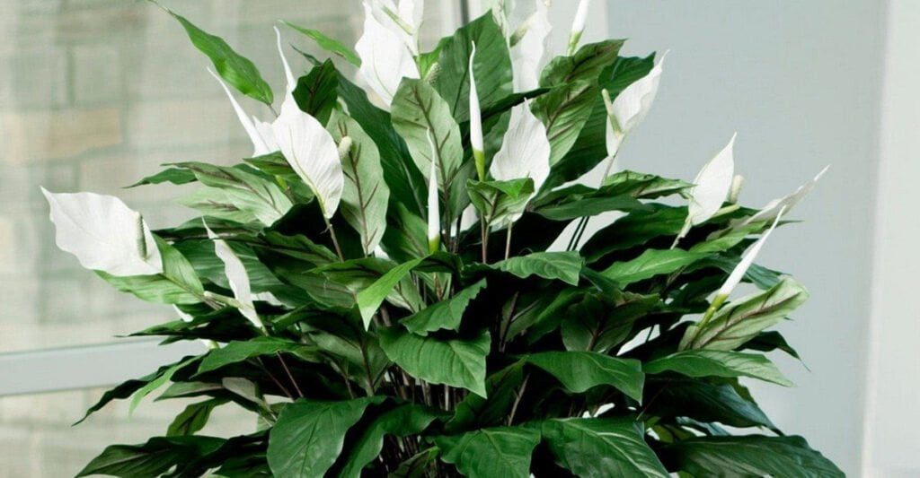 Спатифілум - вічнозелена рослина