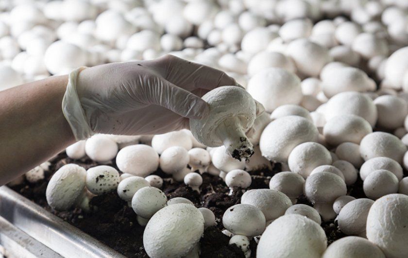 вирощування печериць, як вирощувати шампіньйони, як вирощують шампіньйони, шампіньйони вирощування, як вирощувати шампіньйони в домашніх умовах, вирощування шампіньйонів вдома, шампіньйони в домашніх умовах, вирощування шампіньйонів в домашніх умовах, субстрат для вирощування грибів, як виростити шампіньйони в домашніх умовах