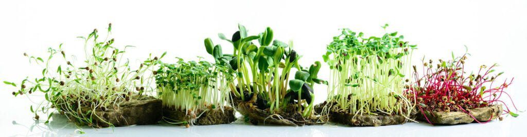 Як виростити мікрозелень у себе вдома