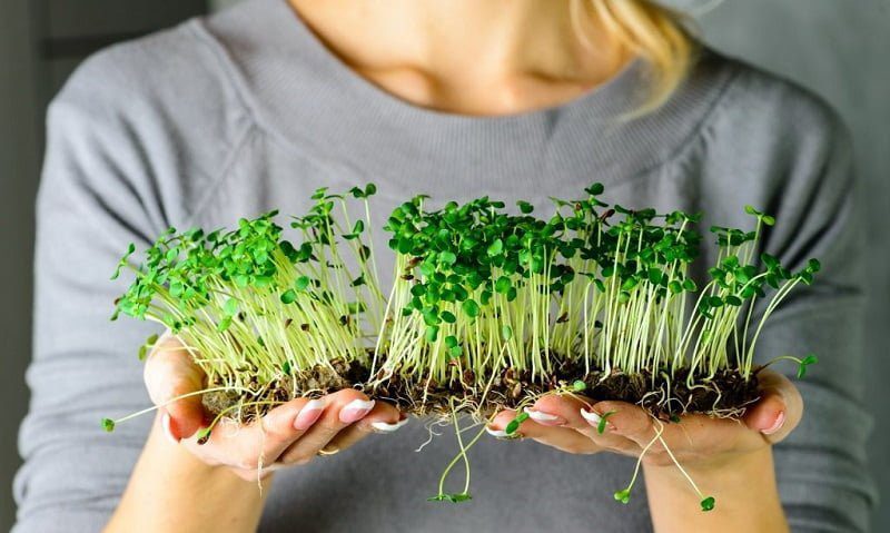 Як вирощувати мікрозелень своїми руками