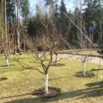 Коли обробляти дерева весною? Препарати та рекомендації