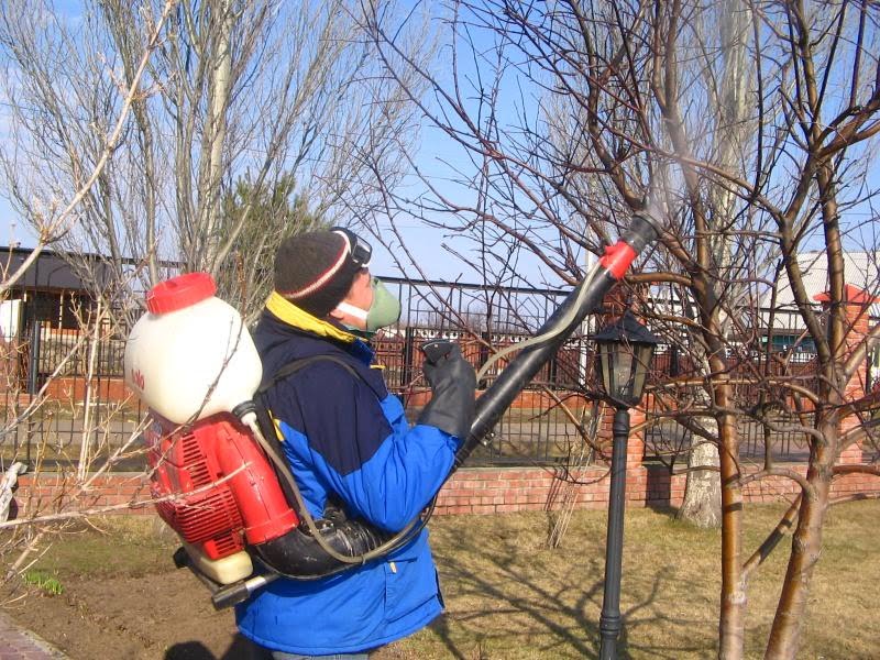 Обробка плодових дерев весною для захисту урожаю