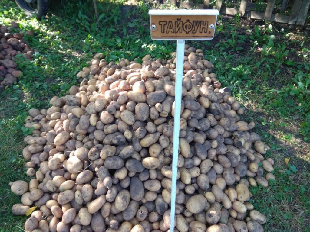 Середньоранній сорт картоплі для вирощуванні в Україні, картопля сорт Тайфун, як виглядає картопля Тайфун