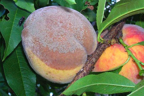 поширені хвороби персика, вирощування персика, які хвороби вражають персик