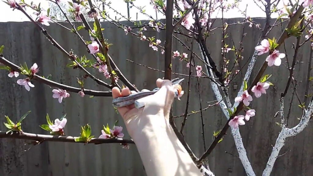 догляд за персиком навесні, особливості догляду та вирощування персика навесні