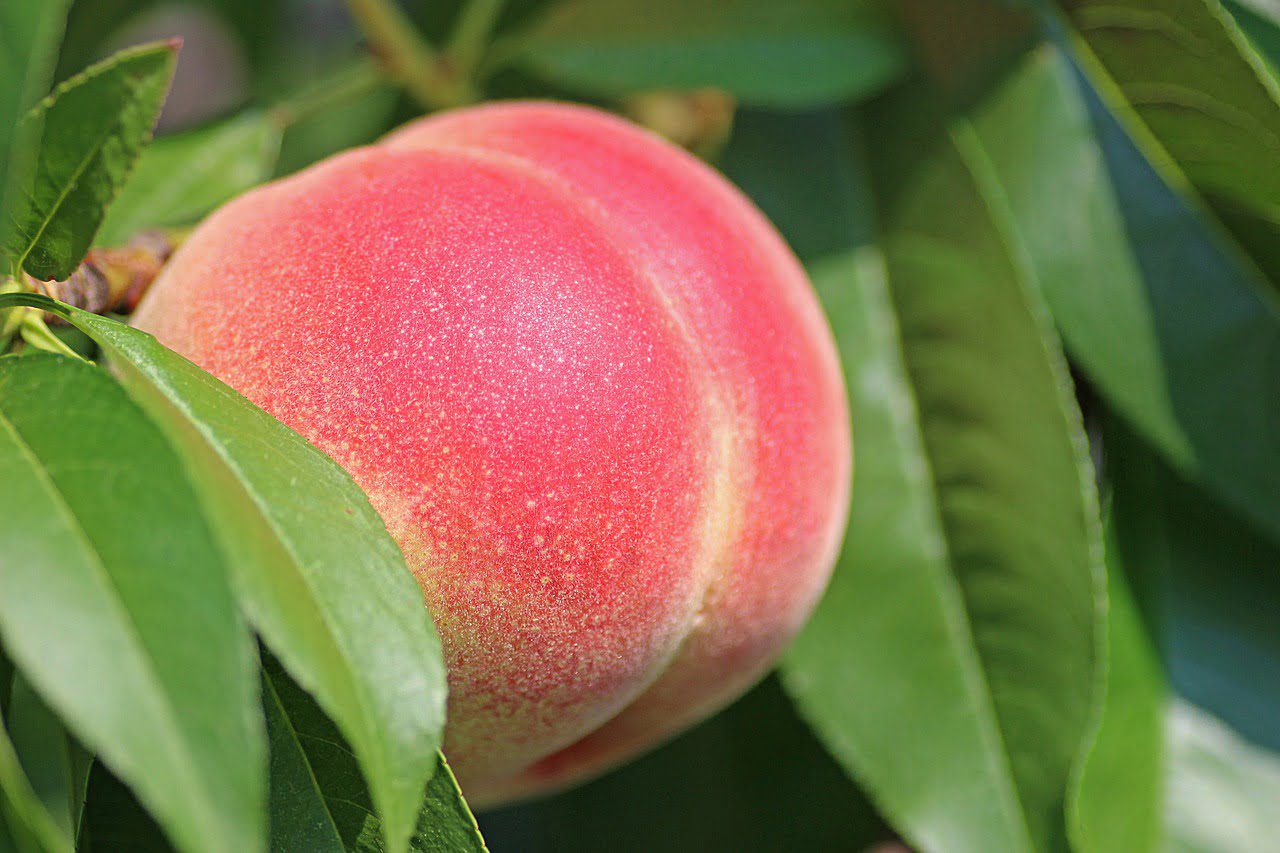 персик, вирощування персика, посадка персика, хвороби персика, кучерявість персика